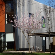 Detail view of F-block with tree in blossom in front.